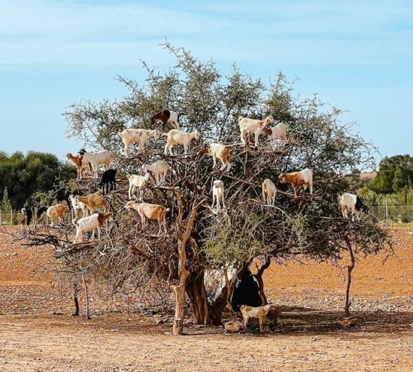 day trips from Marrakech